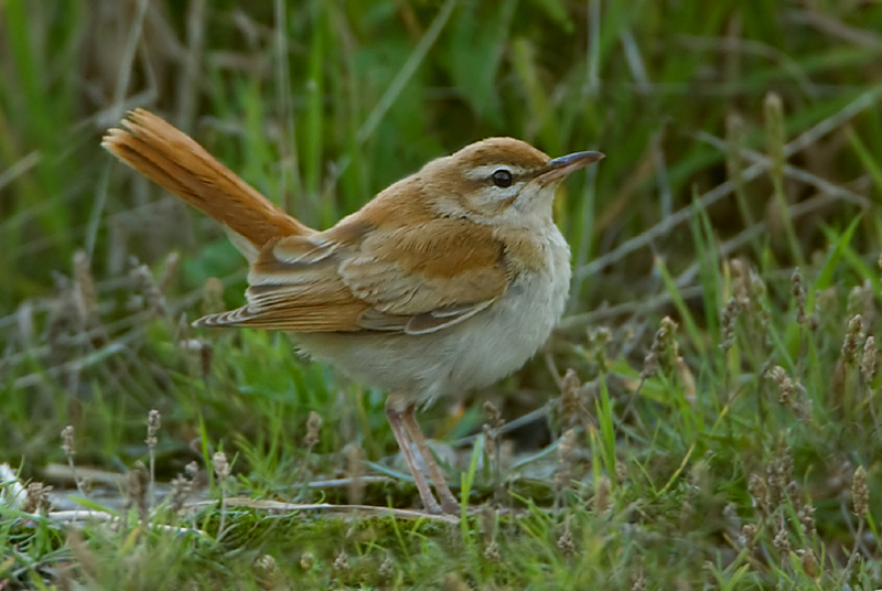 rosse waaierstaart web.jpg